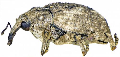 Sternochetus mangiferae